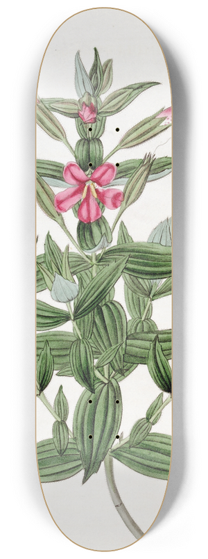 Sydenham Edwards - Rosy Monkey-flower 8.25 inch art skate deck