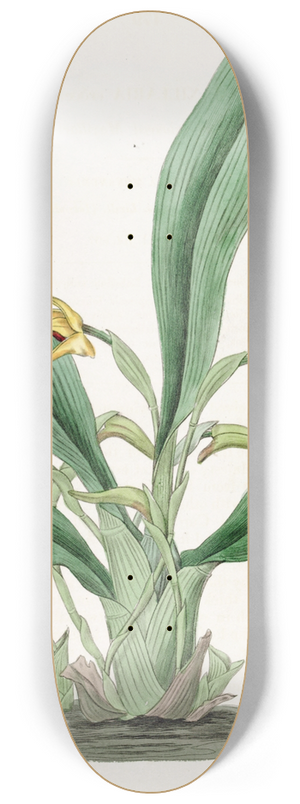 Sydenham Edwards - Saffron-coloured Maxillaria 8.25 inch art skate deck