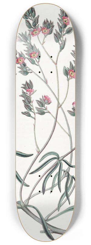 Sydenham Edwards - Sand Calandrinia 8.25 inch art skate deck