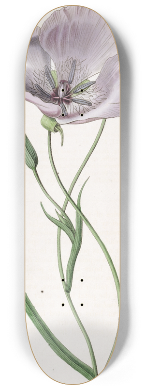 Sydenham Edwards - Satiny Calochortus 8.25 inch art skate deck