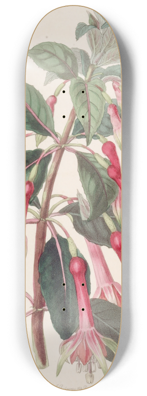 Sydenham Edwards - Saw-leaved Fuchsia 8.25 inch art skate deck
