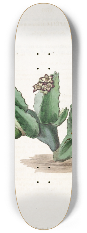 Sydenham Edwards - Scicilian Stapelia 8.25 inch art skate deck