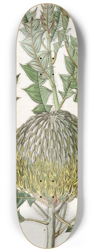 Sydenham Edwards - Shewy Banksia 8.25 inch art skate deck