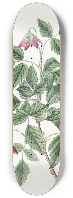 Sydenham Edwards - Shewy Bramble 8.25 inch art skate deck