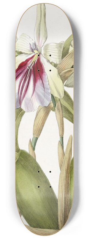 Sydenham Edwards - Showy Miltonia 8.25 inch art skate deck