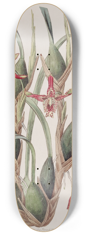 Sydenham Edwards - Slender-leaved Maxillaria 8.25 inch art skate deck