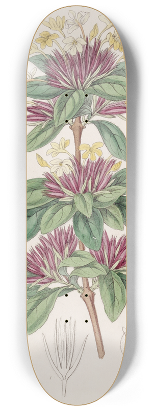 Sydenham Edwards - Small-flowered Lankesteria 8.25 inch art skate deck