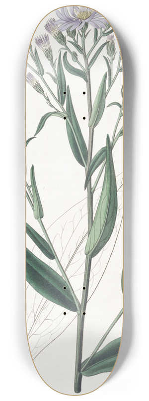 Sydenham Edwards - Smooth Aster 8.25 inch art skate deck