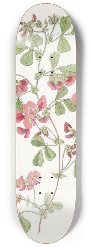 Sydenham Edwards - Smooth-leaved Kennedya 8.25 inch art skate deck