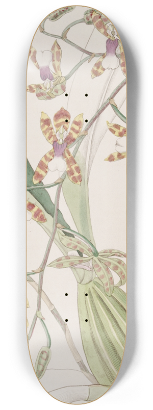 Sydenham Edwards - Smooth-lipped Odontoglossum 8.25 inch art skate deck