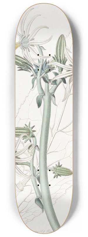 Sydenham Edwards - Smooth Michauxia 8.25 inch art skate deck