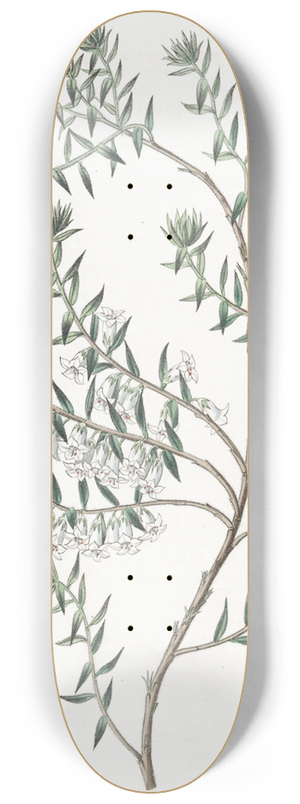Sydenham Edwards - Snowy Epacris 8.25 inch art skate deck