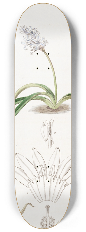 Sydenham Edwards - Spike-flowered Hyacinth 8.25 inch art skate deck