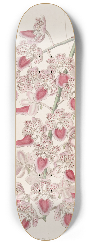 Sydenham Edwards - Spotted Air-plant 8.25 inch art skate deck
