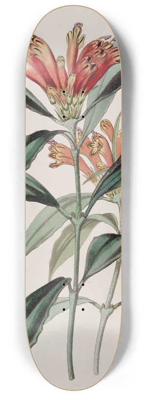 Sydenham Edwards - Spotted Blush-wort 8.25 inch art skate deck