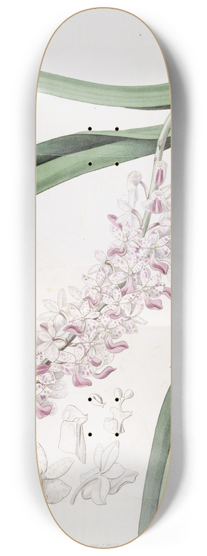 Sydenham Edwards - Spotted-flowered Sarcanthus 8.25 inch art skate deck