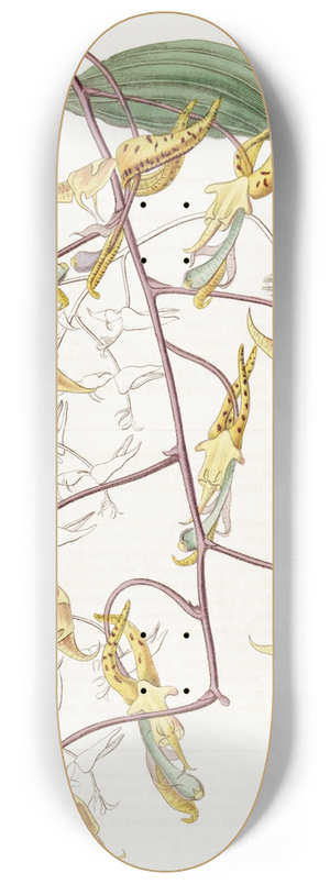 Sydenham Edwards - Spotted Gongora 8.25 inch art skate deck