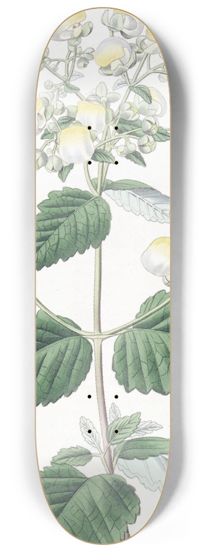 Sydenham Edwards - Spreading Calceolaria 8.25 inch art skate deck