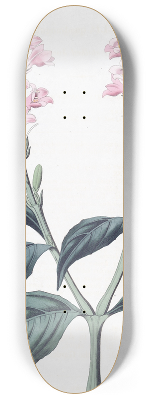 Sydenham Edwards - Square-stalked Justicia 8.25 inch art skate deck