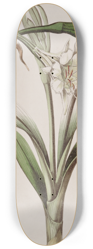 Sydenham Edwards - Stalk-flowered Ismene 8.25 inch art skate deck