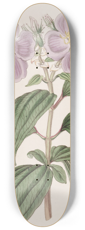 Sydenham Edwards - Starry Osbeckia, with small scales 8.25 inch art skate deck