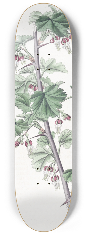 Sydenham Edwards - Straggling Gooseberry 8.25 inch art skate deck