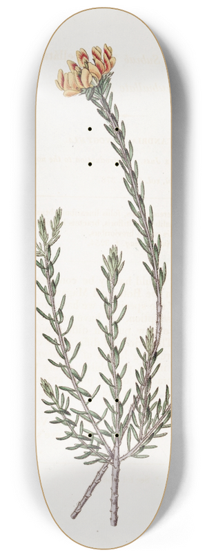 Sydenham Edwards - Subumbellate Pultenaea 8.25 inch art skate deck