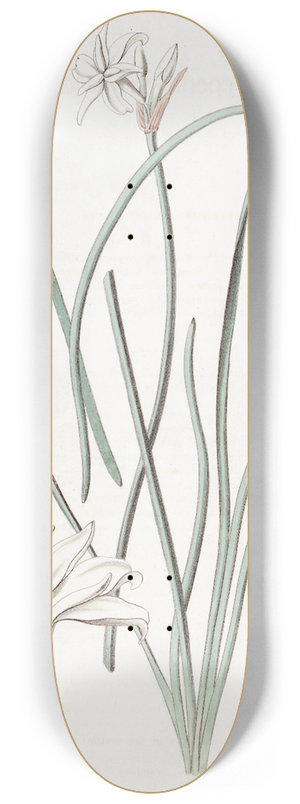 Sydenham Edwards - Sweet-scented Leucocoryne 8.25 inch art skate deck