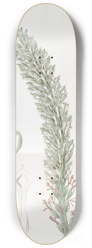 Sydenham Edwards - Tall Lizards Tongue 8.25 inch art skate deck