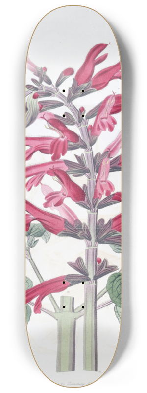 Sydenham Edwards - The Cardinal Sage 8.25 inch art skate deck