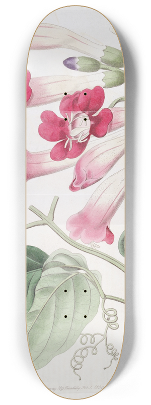 Sydenham Edwards - The Cherere Bignonia 8.25 inch art skate deck