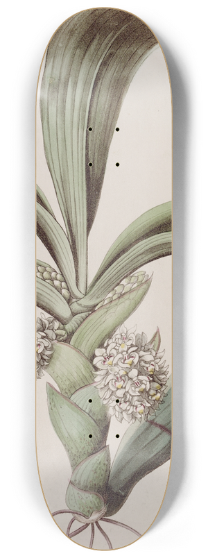 Sydenham Edwards - The Close-headed Woolwort. 8.25 inch art skate deck
