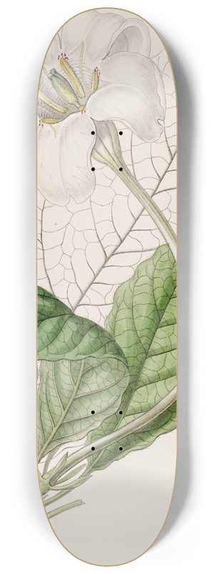 Sydenham Edwards - The Duke of Devonshires Gardenia 8.25 inch art skate deck