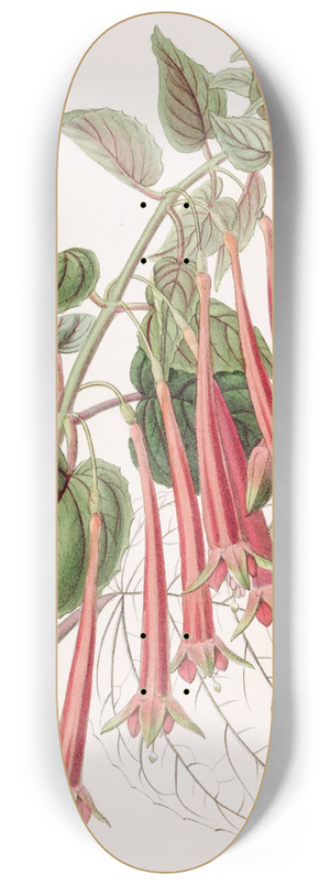 Sydenham Edwards - The Glowing Fuchsia 8.25 inch art skate deck
