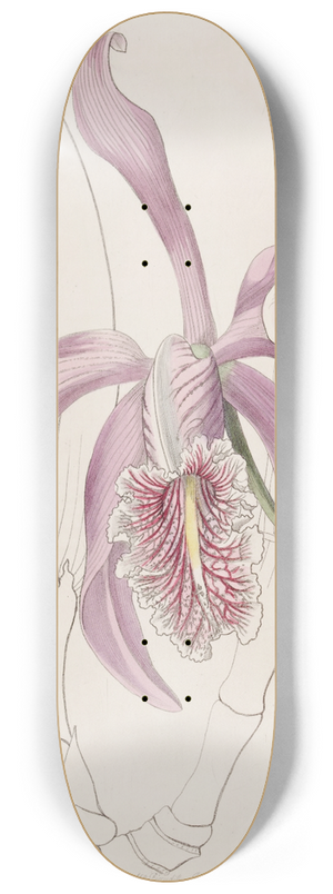 Sydenham Edwards - The Larger Cattleya 8.25 inch art skate deck