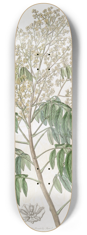 Sydenham Edwards - The Longan tree 8.25 inch art skate deck
