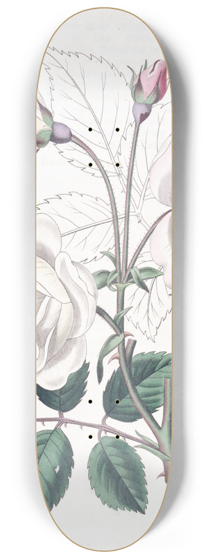 Sydenham Edwards - The Ruga Rose 8.25 inch art skate deck