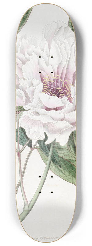 Sydenham Edwards - The Semi-Double Tree Paeony 8.25 inch art skate deck