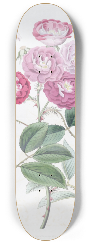 Sydenham Edwards - The Seven Sisters Rose 8.25 inch art skate deck