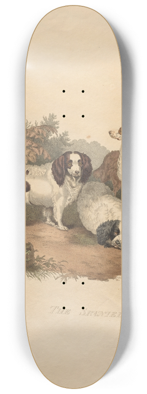 Sydenham Edwards - The Spaniel 8.25 inch art skate deck