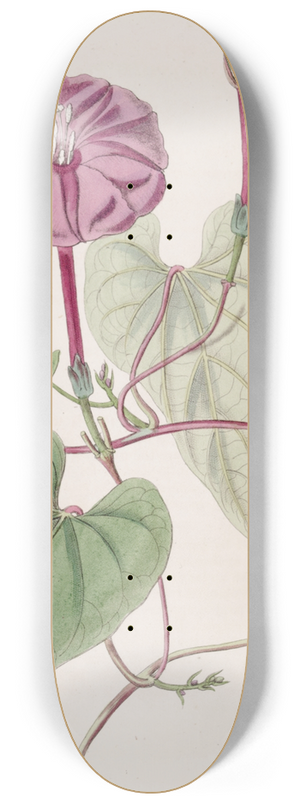 Sydenham Edwards - The true Jalap plant 8.25 inch art skate deck