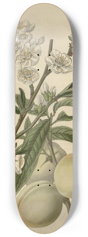 Sydenham Edwards - The White Peach 8.25 inch art skate deck
