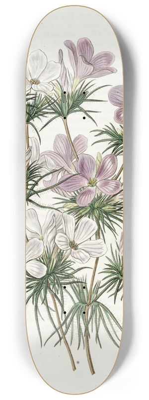 Sydenham Edwards - Thick-flowered Slender-tube 8.25 inch art skate deck