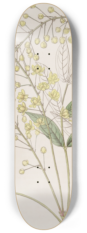 Sydenham Edwards - Thin Ash-leaved Berberry 8.25 inch art skate deck