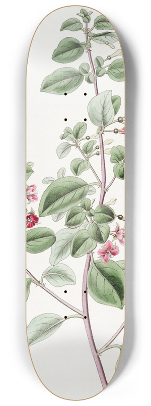 Sydenham Edwards - Thyme-leaved Fuchsia 8.25 inch art skate deck