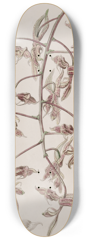 Sydenham Edwards - Toad-skinned Gongora 8.25 inch art skate deck