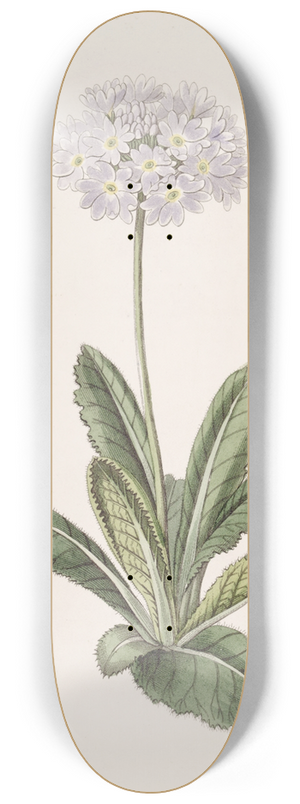 Sydenham Edwards - Tooth-letted Primrose 8.25 inch art skate deck