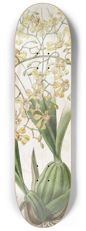 Sydenham Edwards - Triangular-lipped Oncidium 8.25 inch art skate deck