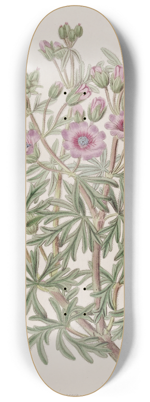Sydenham Edwards - Tuberous Geranium, branched variety 8.25 inch art skate deck