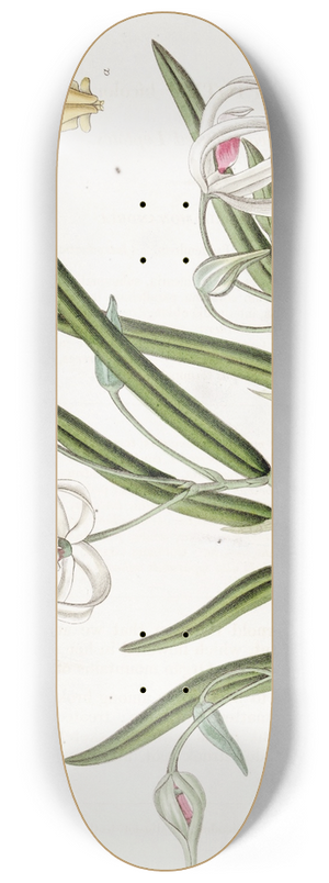 Sydenham Edwards - Two-coloured Leptotes 8.25 inch art skate deck